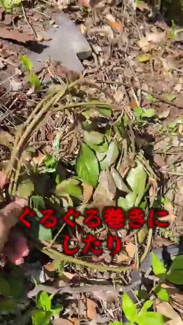 ぐるぐる巻きにしたり