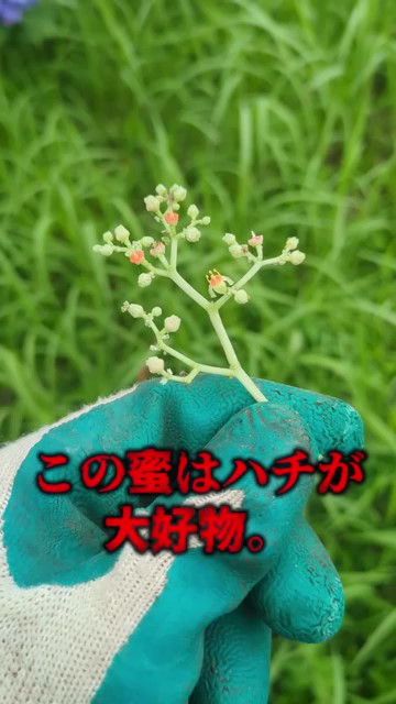 この蜜は