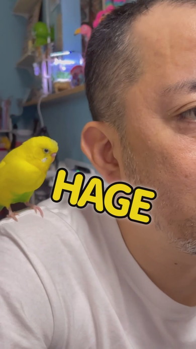 セキセイインコと男性