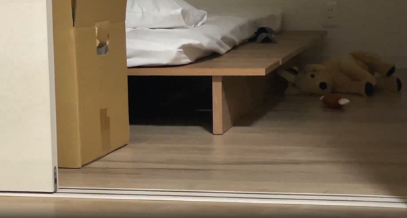 ベッドの下から登場するワンコ