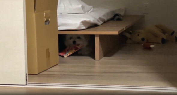 白いモフモフが見えてきました