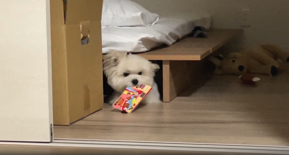 お耳がペタッとなるワンコ