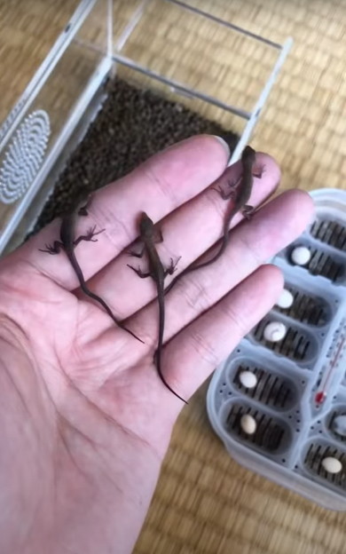 カナヘビの赤ちゃん