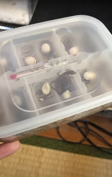 カナヘビの赤ちゃん