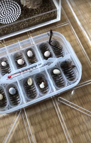 カナヘビの赤ちゃん