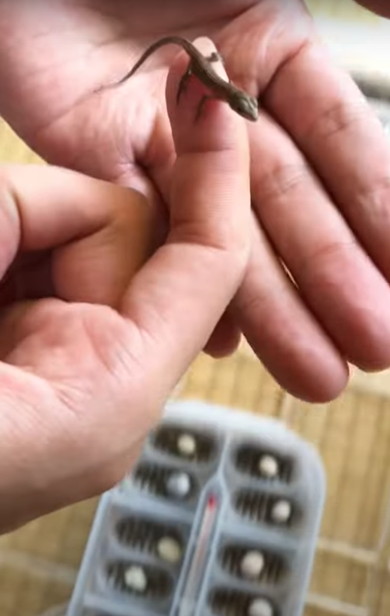 カナヘビの赤ちゃん