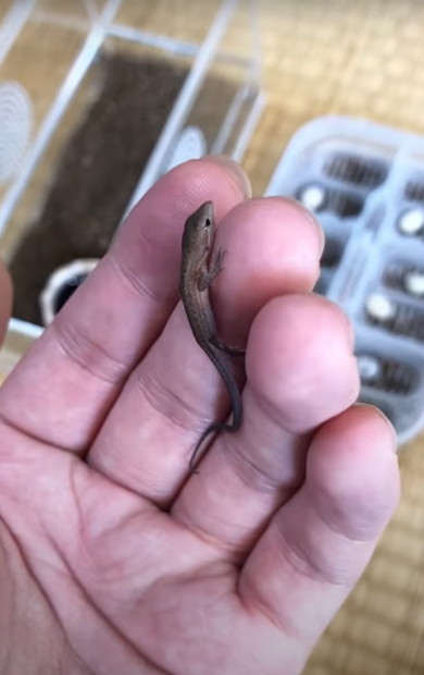 カナヘビの赤ちゃん