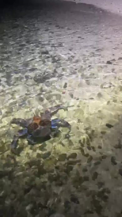 海の中を歩くヤシガニ