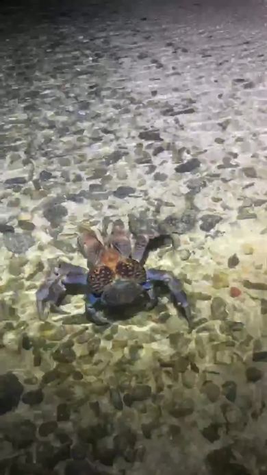 海の中を歩くヤシガニ