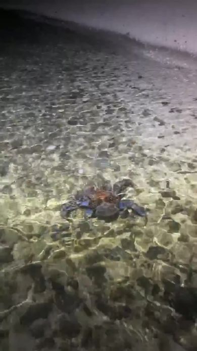 海の中を歩くヤシガニ