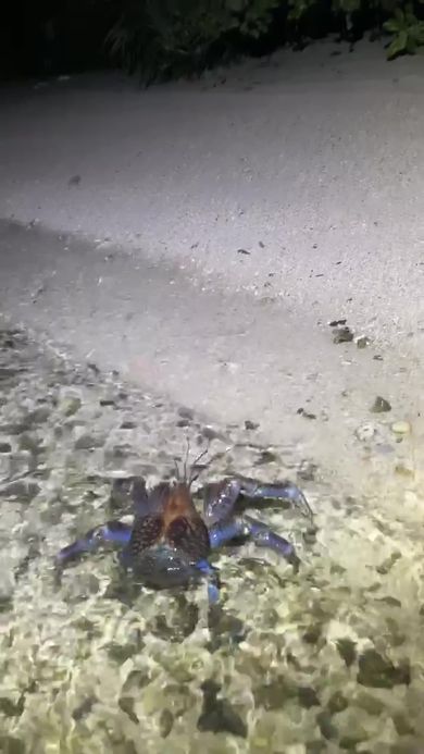 砂浜に上陸したヤシガニ