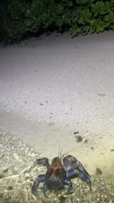 砂浜に上陸したヤシガニ