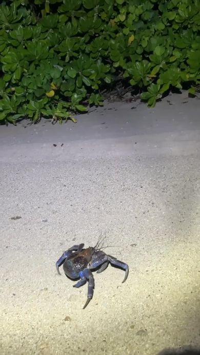 山の中に向かって歩くヤシガニ