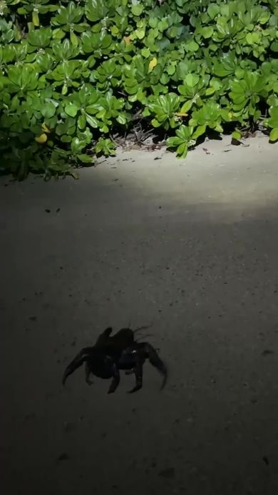 山の中に向かって歩くヤシガニ