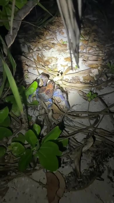 山に帰っていくヤシガニを見送る