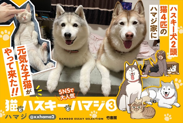 猫とハスキーとハマジ