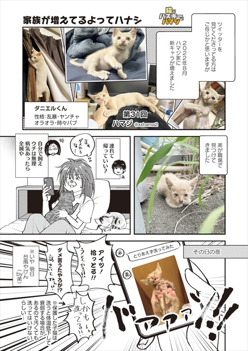 猫とハスキーとハマジ