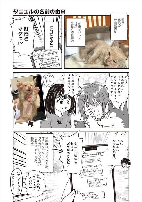 猫とハスキーとハマジ