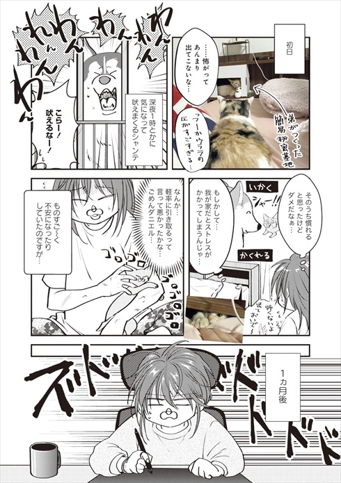 猫とハスキーとハマジ