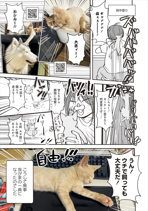 猫とハスキーとハマジ