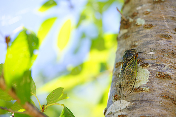セミの羽化