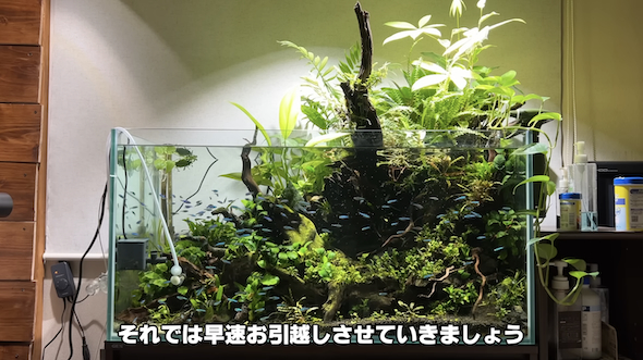 水槽の魚をお引越し