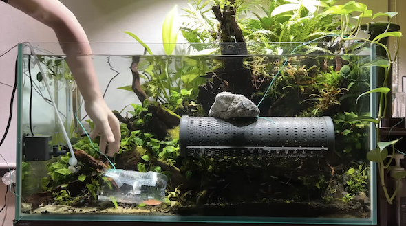 水槽の魚をお引越し