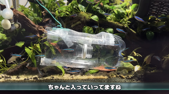 水槽の魚をお引越し