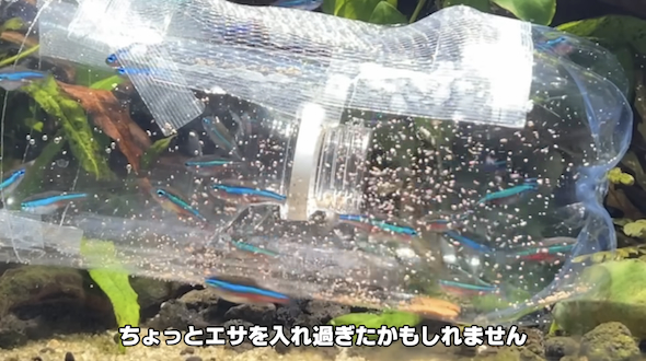 水槽の魚をお引越し