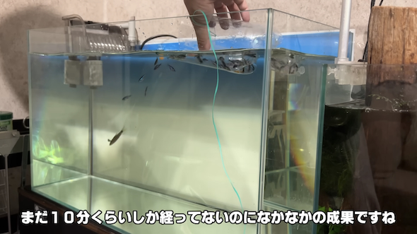 水槽の魚をお引越し