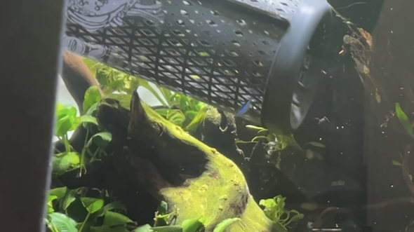 水槽の魚をお引越し