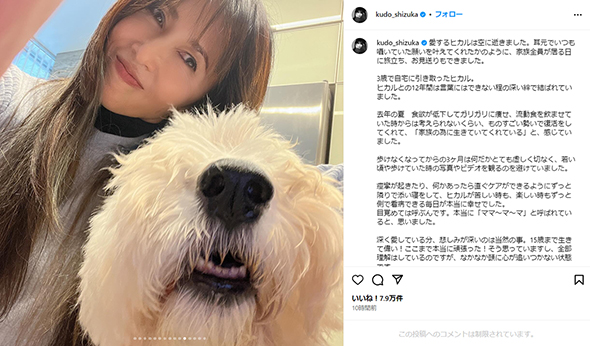 工藤静香の愛犬