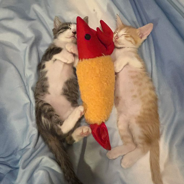 2匹の子猫の成長ビフォーアフター