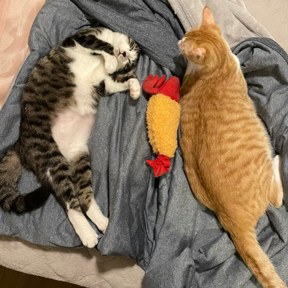 2匹の子猫の成長ビフォーアフター