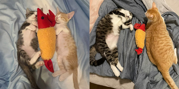 2匹の子猫の成長ビフォーアフター