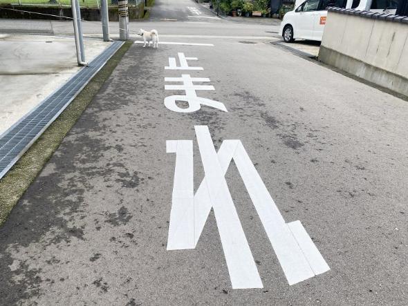 停止線で停止するワンコ