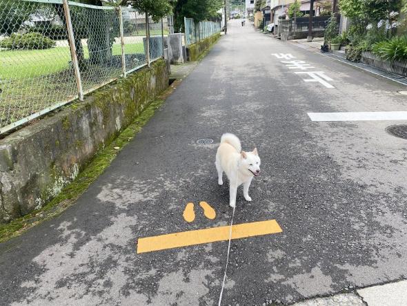 停止線で停止するワンコ