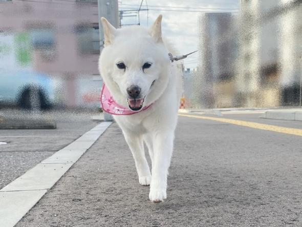 わが道行くワンコ