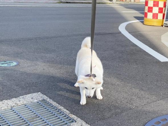 わが道を行くワンコ