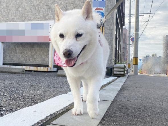 わが道を行くワンコ