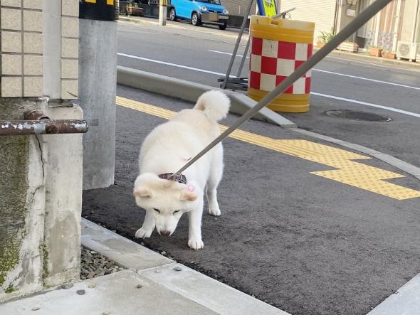 わが道を行くワンコ