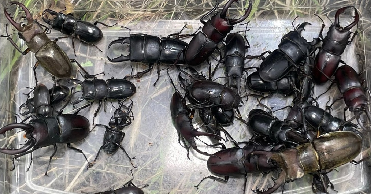 クワガタを大量採集した“意外な場所”に「ボーナスステージ…」「デカすぎないか？！」　驚きの発見が話題（1/2） | その他生き物 ねとらぼ