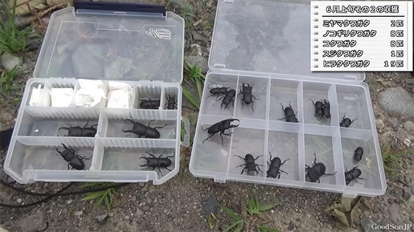 6月上旬その2の収穫