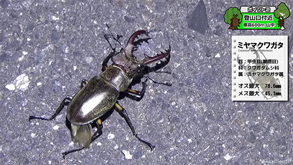 ミヤマクワガタ解説