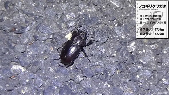ノコギリクワガタ解説