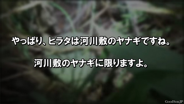 やっぱりヒラタは河川敷のヤナギ