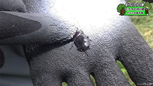 ヒラタクワガタのメス