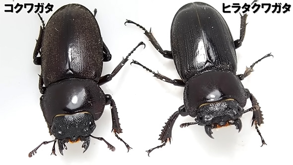 コクワガタとヒラタクワガタ