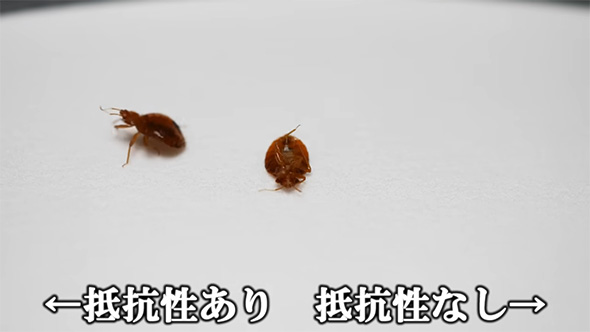 抵抗性ありなし