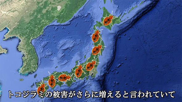 トコジラミの被害がさらに増えると